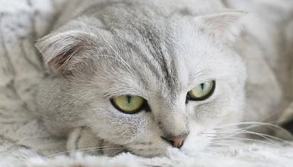 九游:让游戏不再难以选择的全方位体验平台