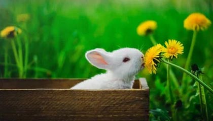 开云中国：云端之道，赋能未来